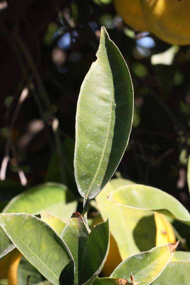              Unifoliolate leaf (Riverside, CA)       